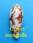 Conus nussatella, L. 1758 (RKK 228)Herm.